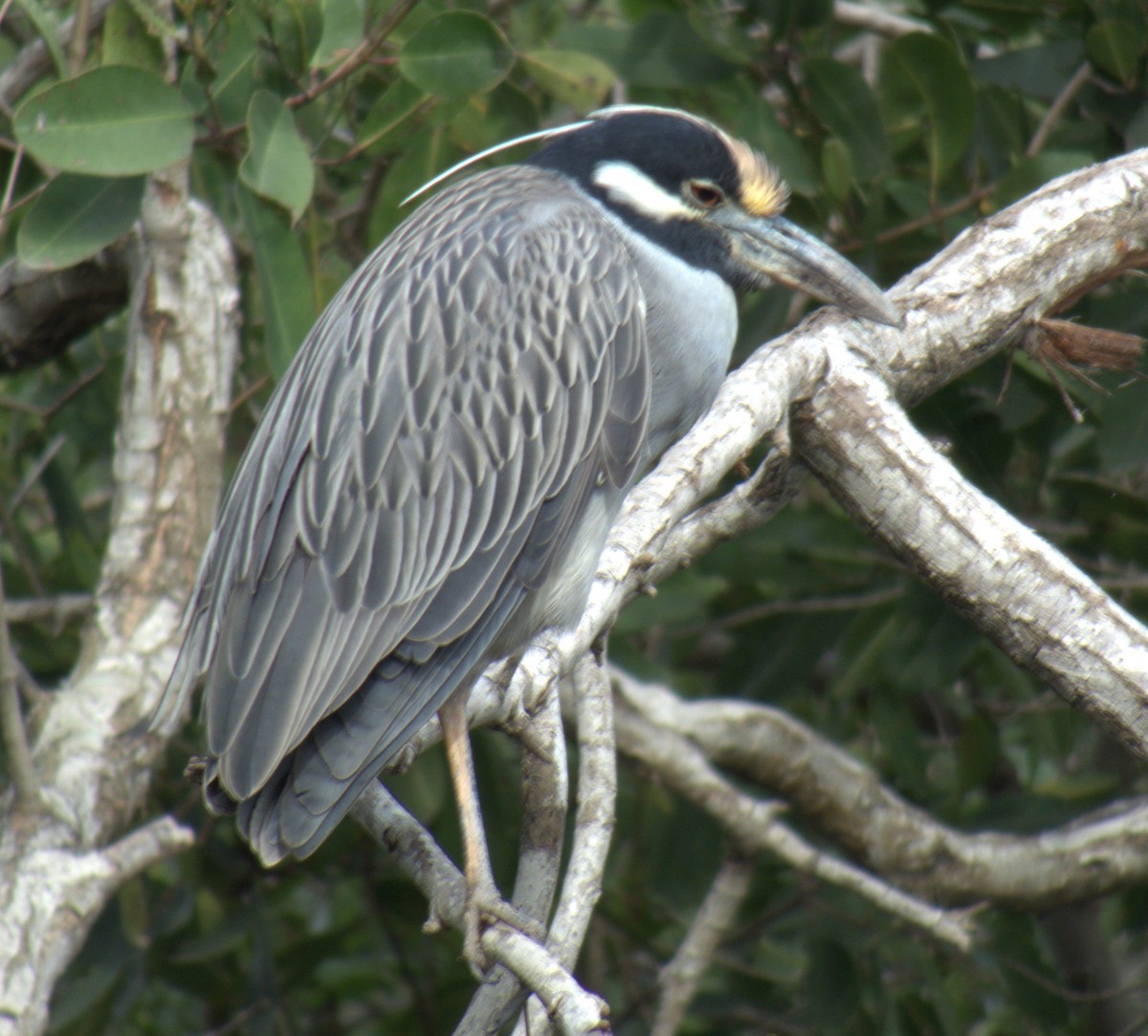 Yellow-crowned Night Heron - ML616277549