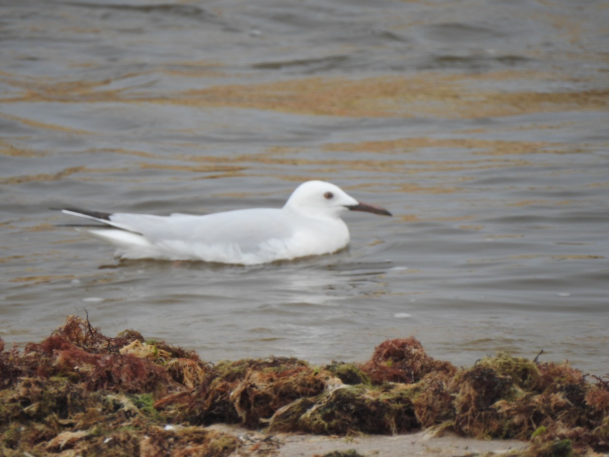 Slender-billed Gull - ML616277557