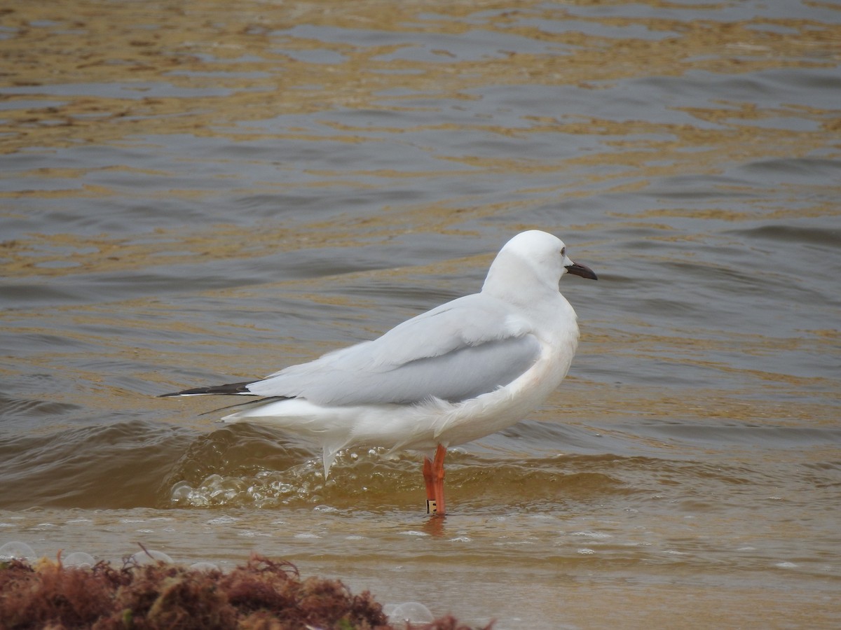 Slender-billed Gull - ML616277558