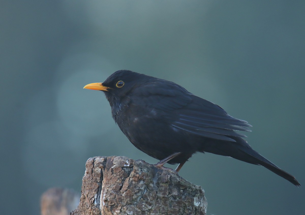 Eurasian Blackbird - ML616277613