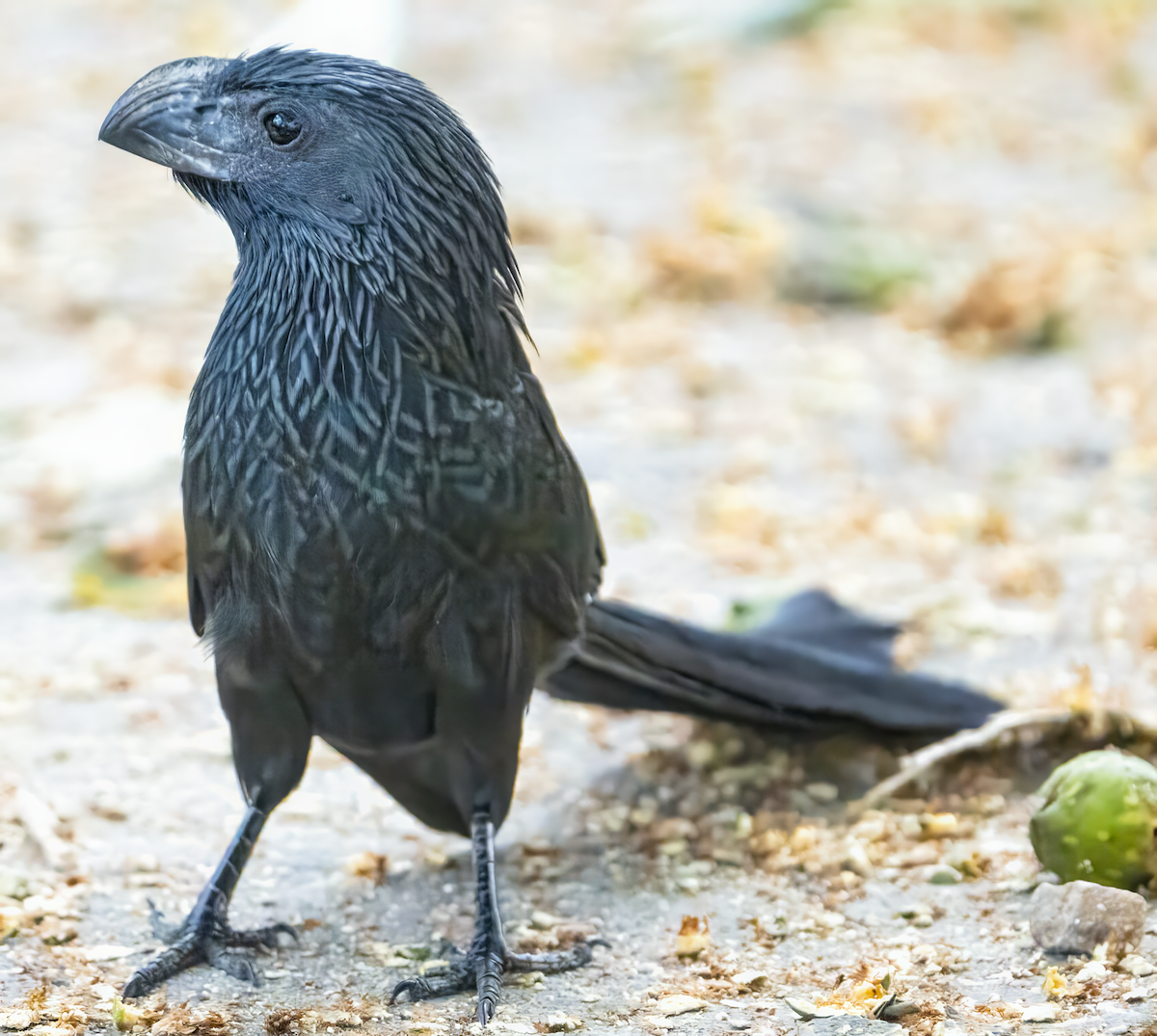 Groove-billed Ani - Justin Cottrell