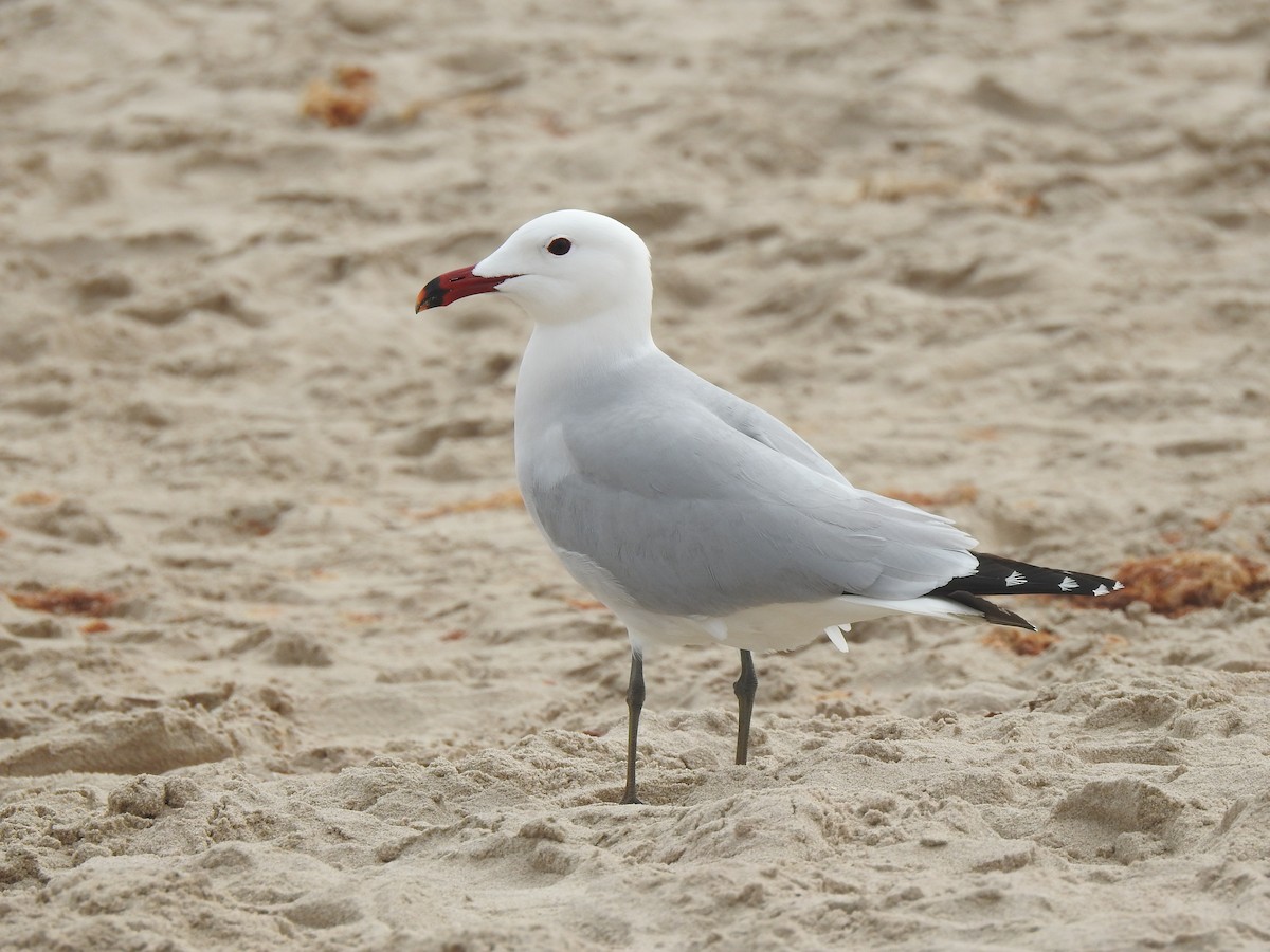 Audouin's Gull - ML616277625