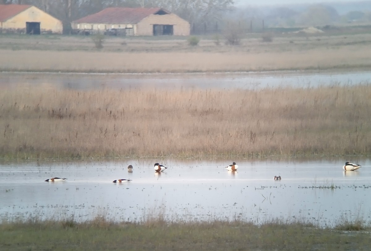 Common Shelduck - ML616277628