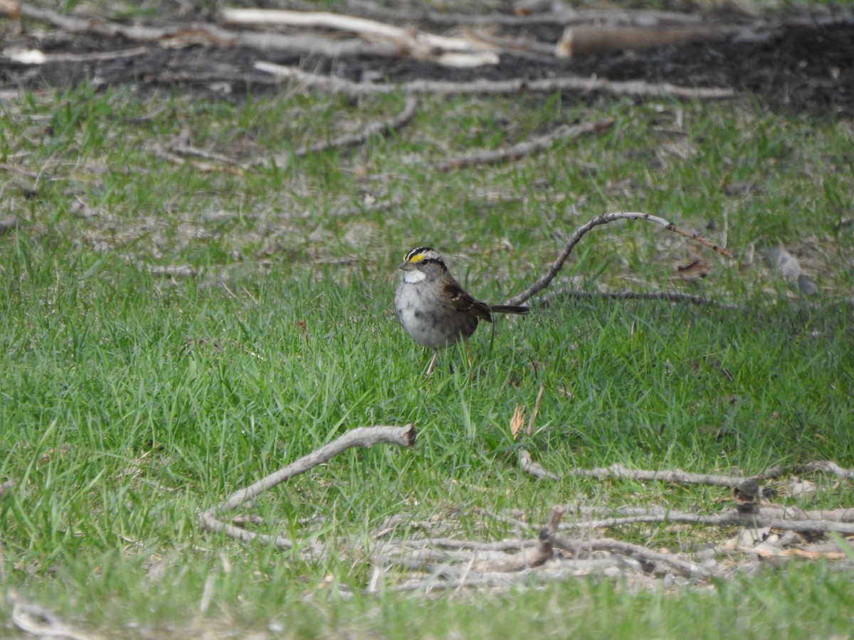 White-throated Sparrow - ML616277654