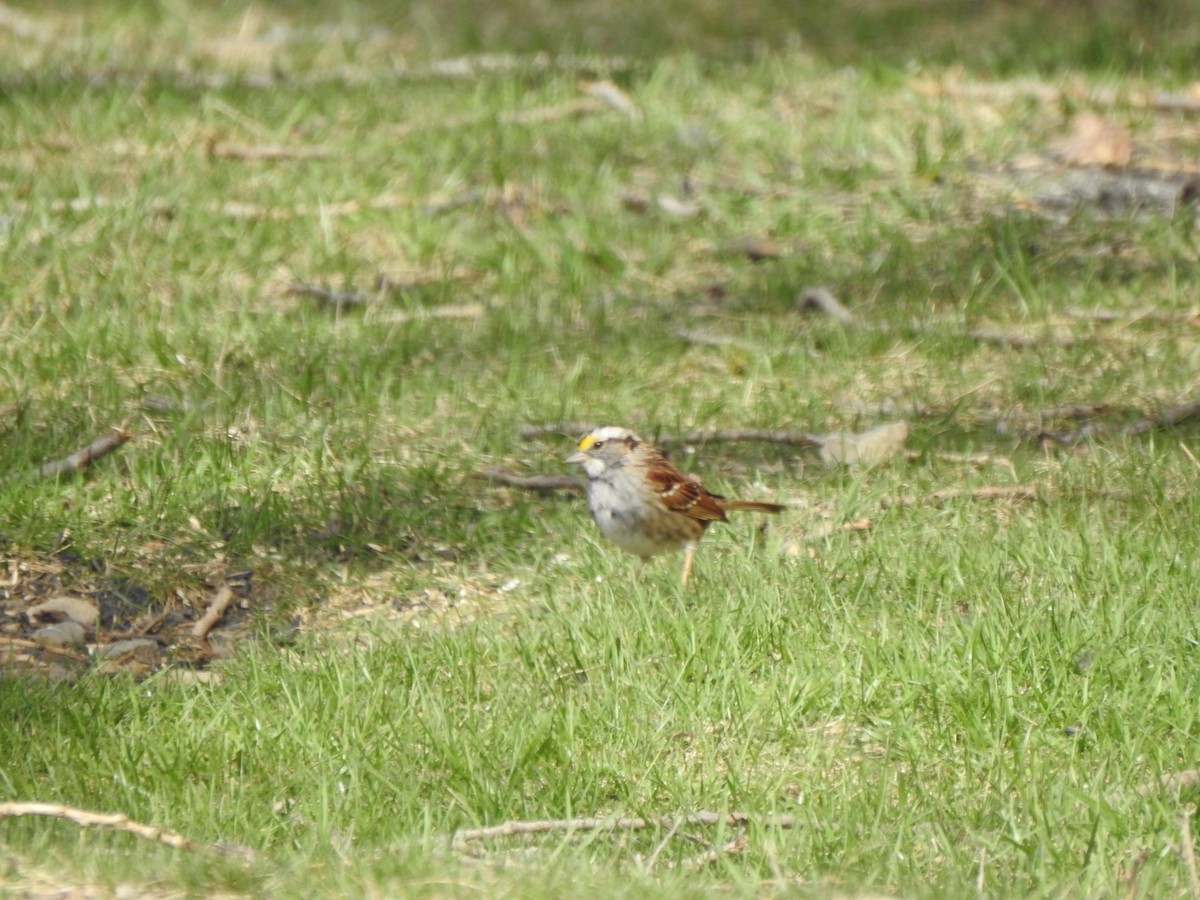 White-throated Sparrow - ML616277655