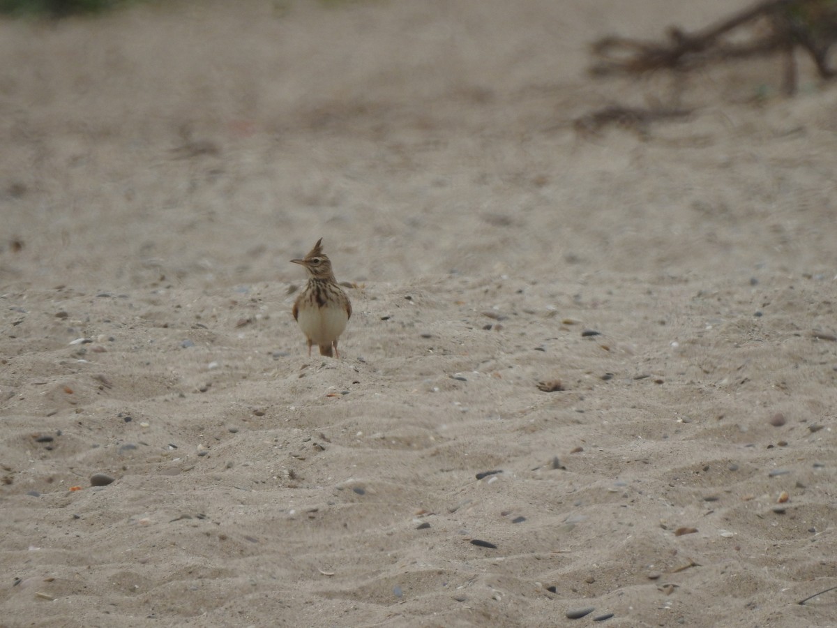 Crested Lark - ML616277663