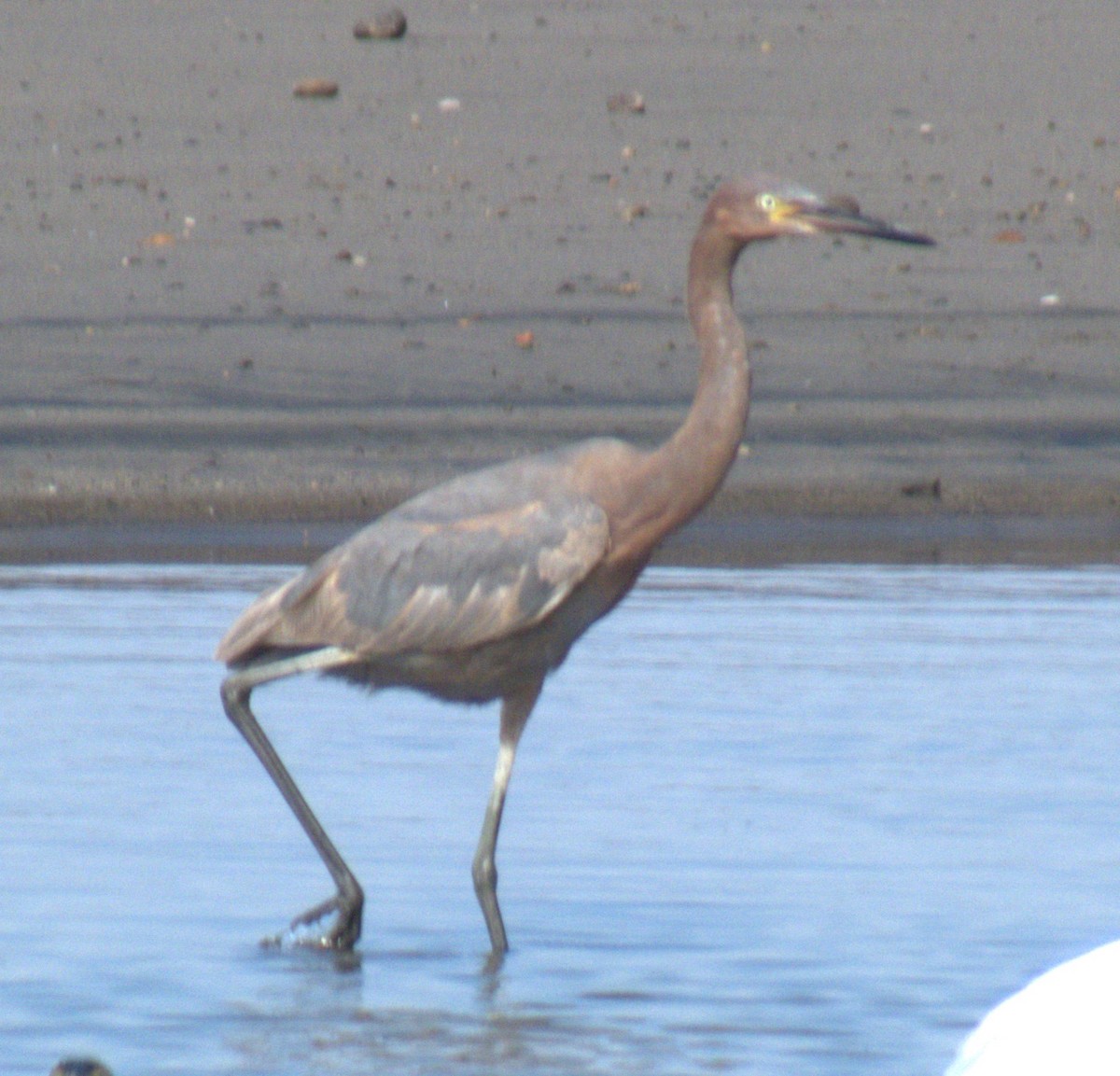 Reddish Egret - ML616277684