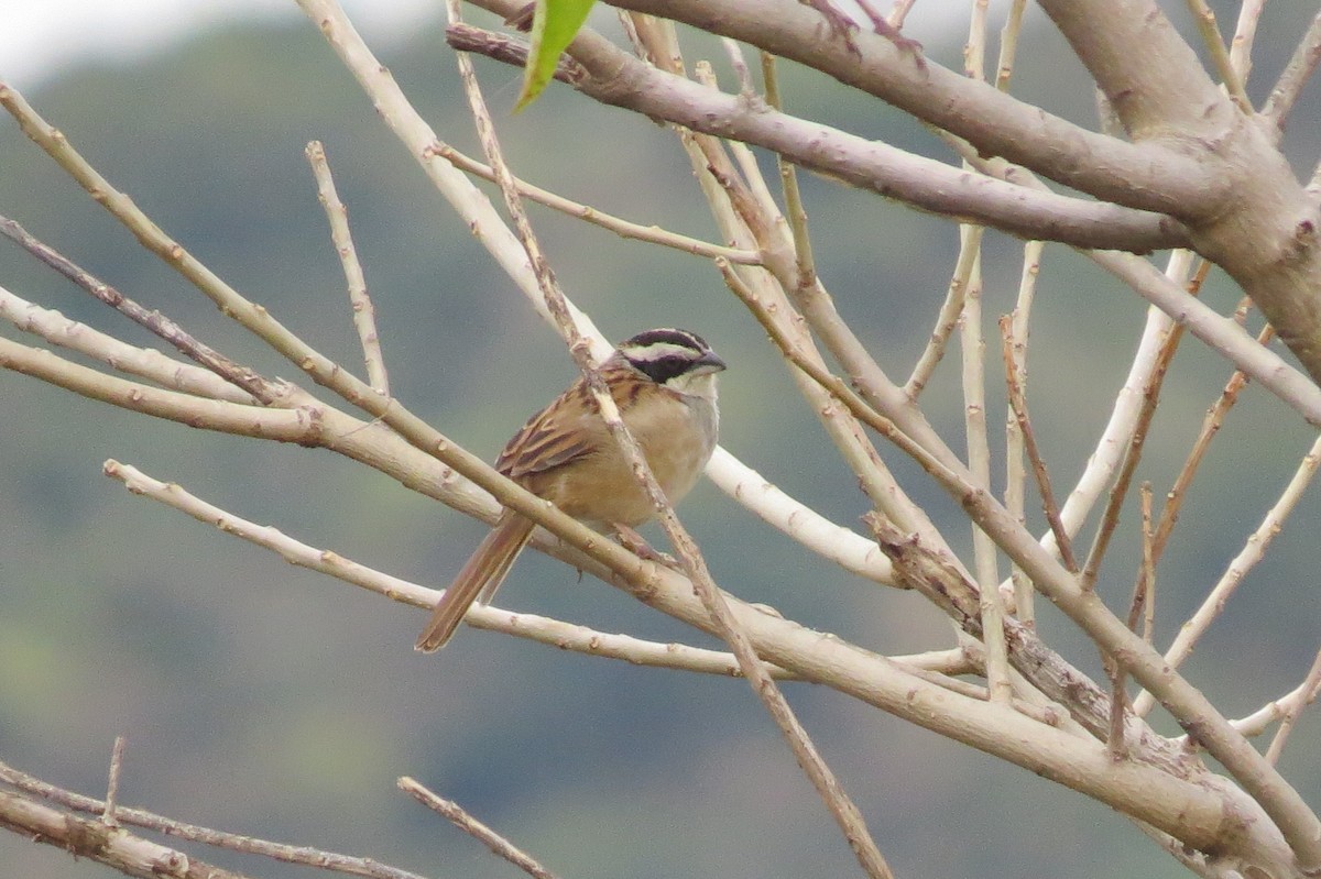Stripe-headed Sparrow - ML616277701