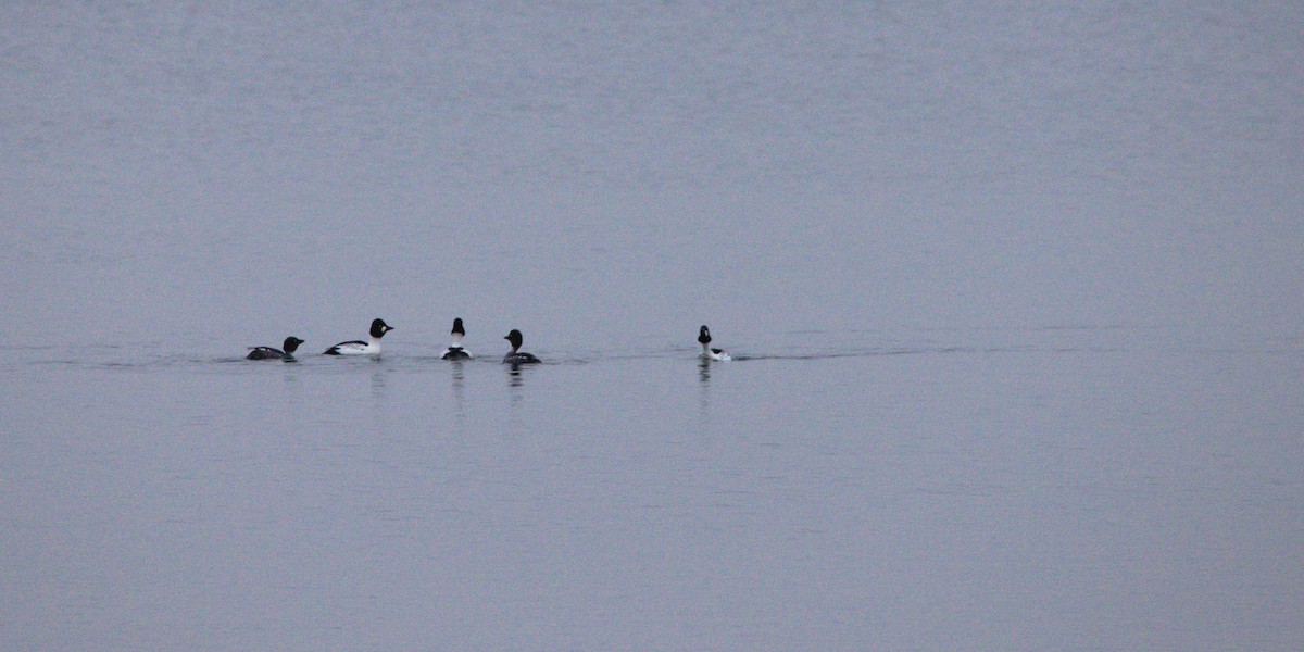 Common Goldeneye - Laurent Chevallier