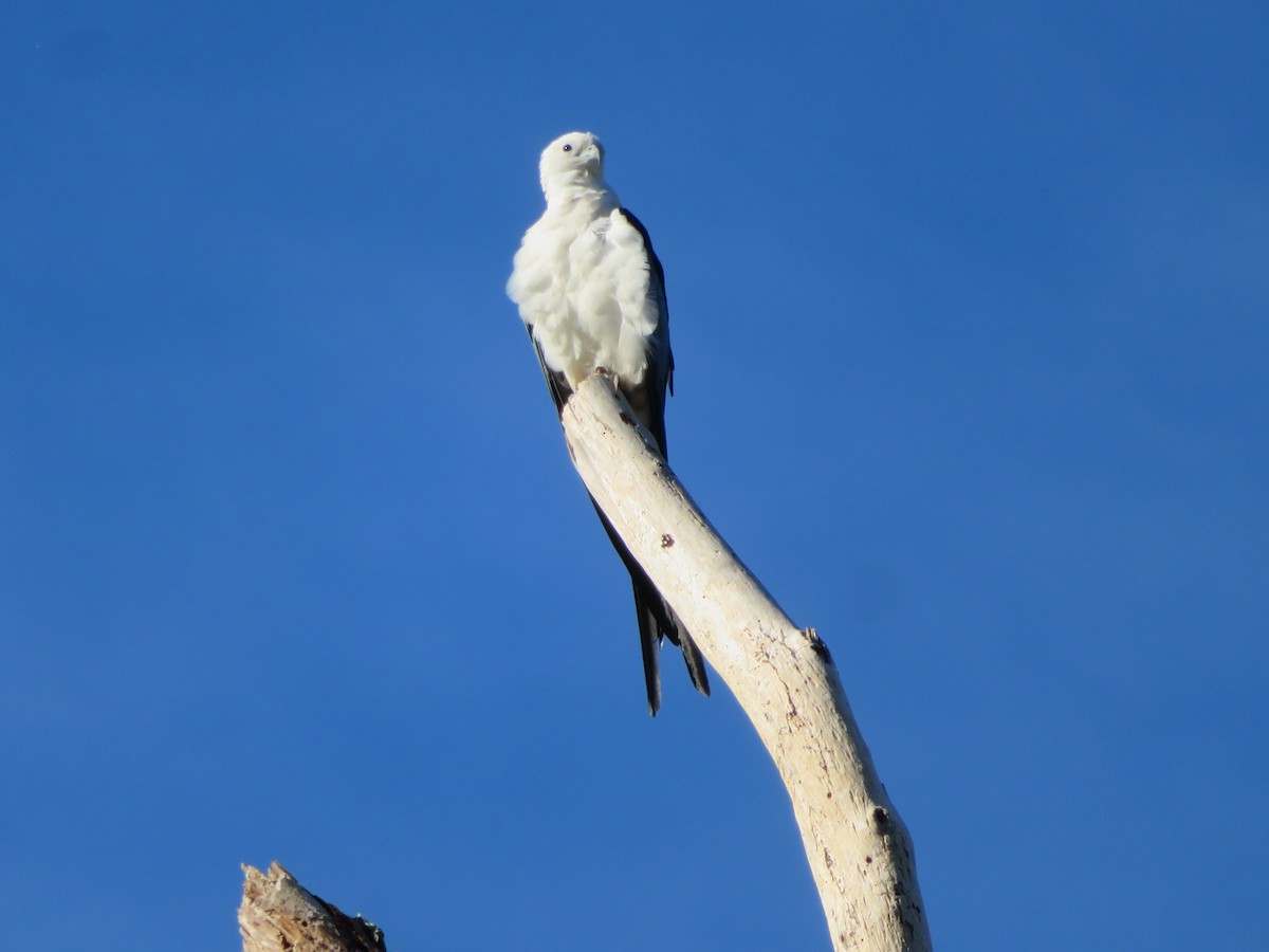 Swallow-tailed Kite - Claudia Amsler