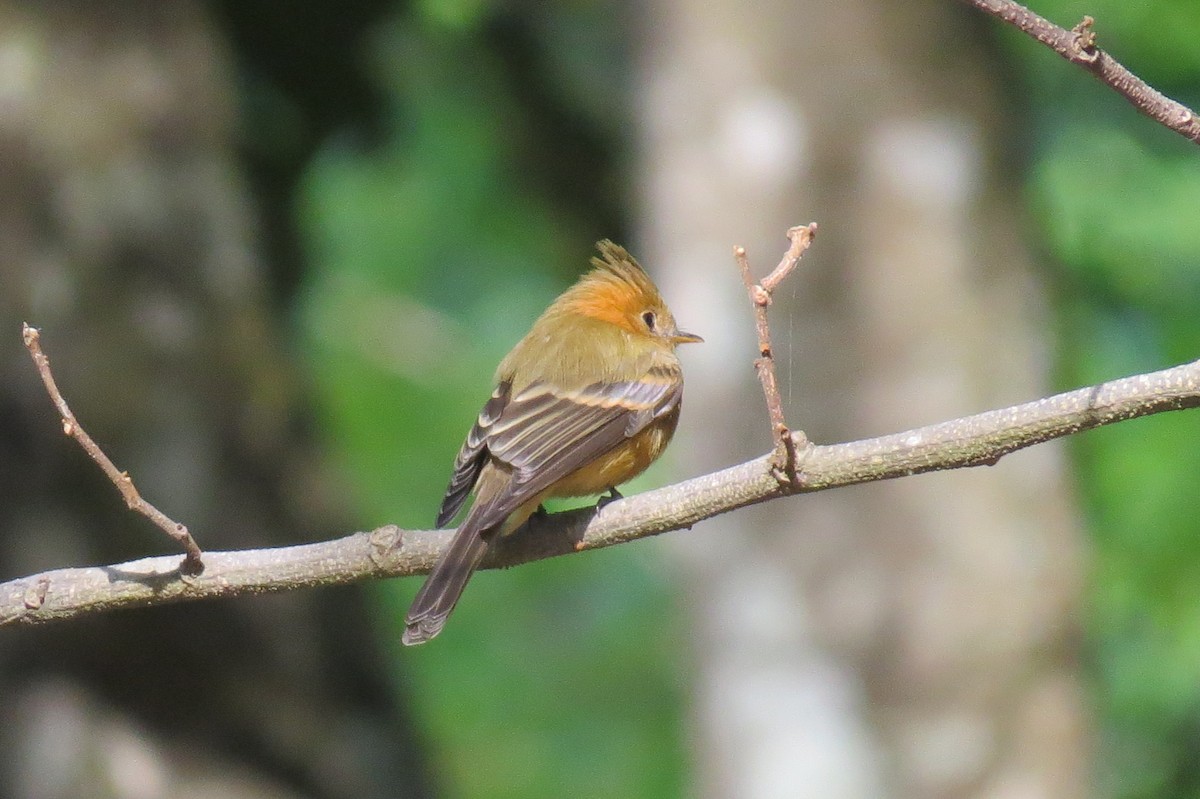 Tufted Flycatcher - ML616277783