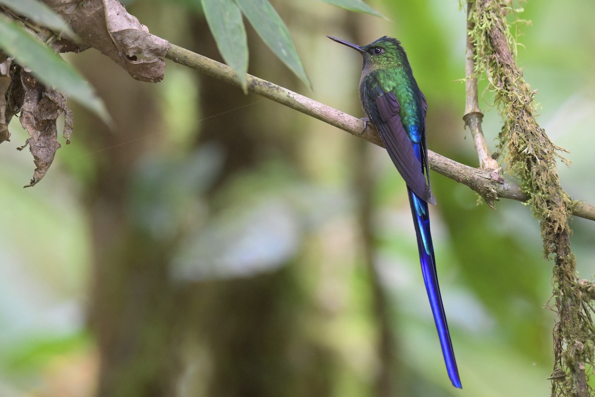 Violet-tailed Sylph - ML616277790