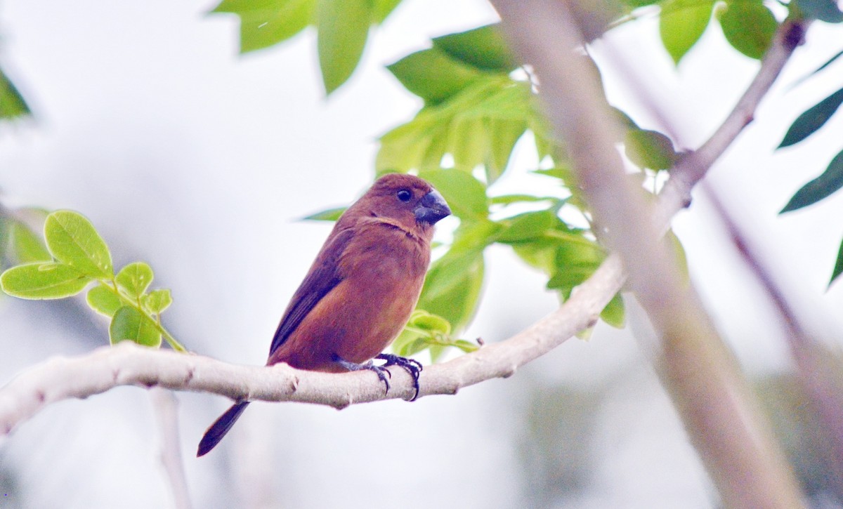 Variable Seedeater - ML616277800