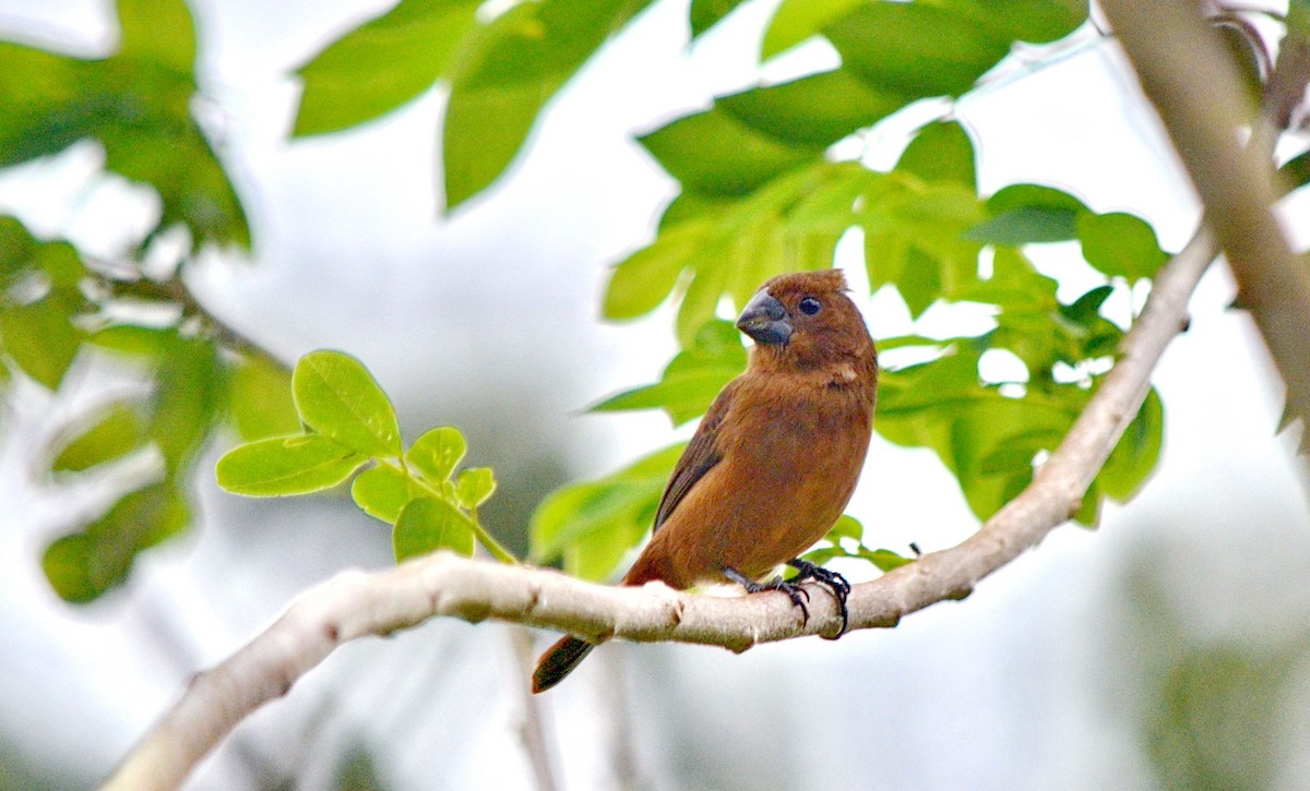 Variable Seedeater - ML616277801