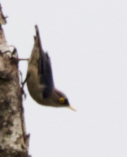 Yellow-billed Nuthatch - Connie Lintz