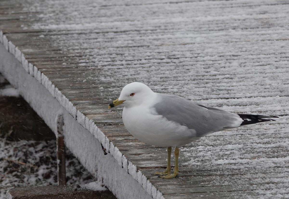 Ring-billed Gull - ML616277855