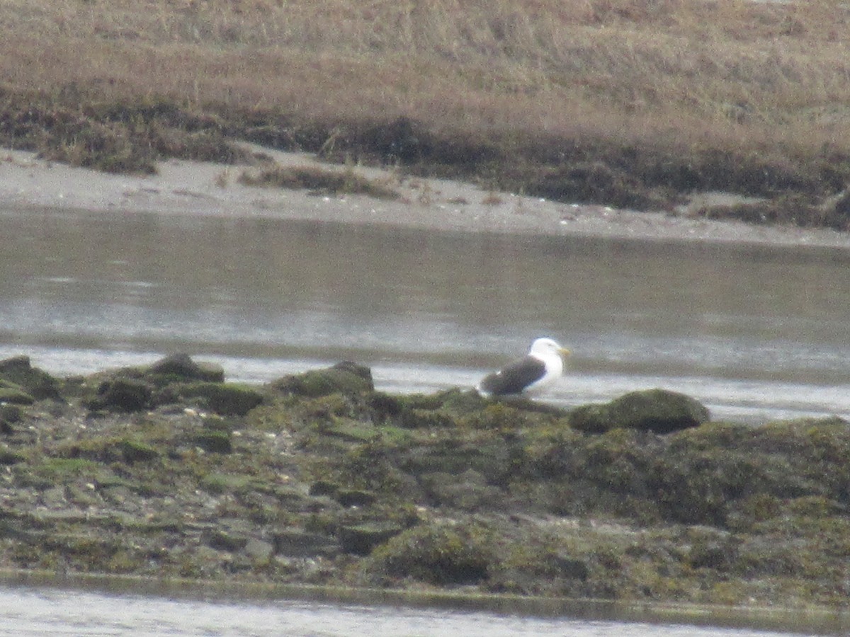 Great Black-backed Gull - Barry Capella
