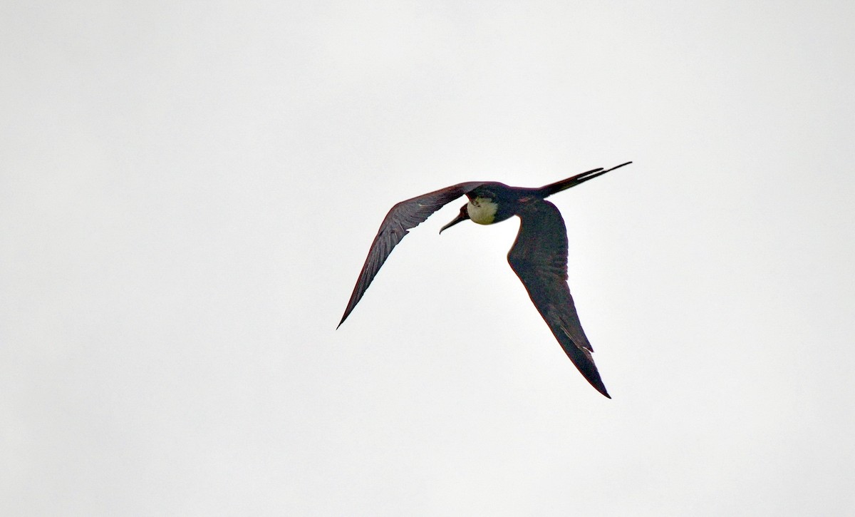 Magnificent Frigatebird - ML616277884