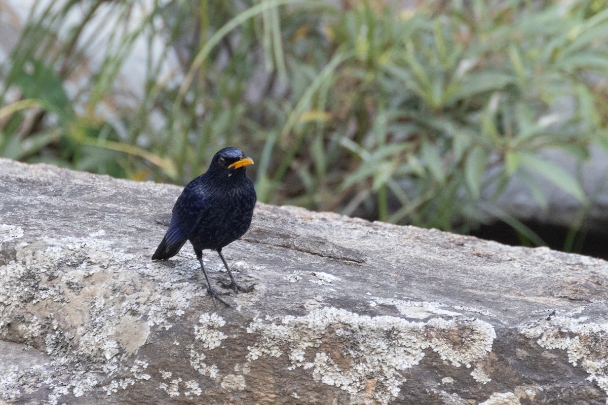 Blue Whistling-Thrush (Yellow-billed) - ML616277920