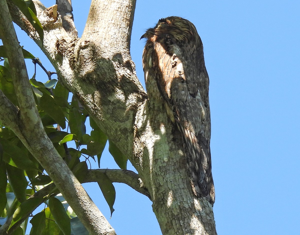 Northern Potoo - ML616277922