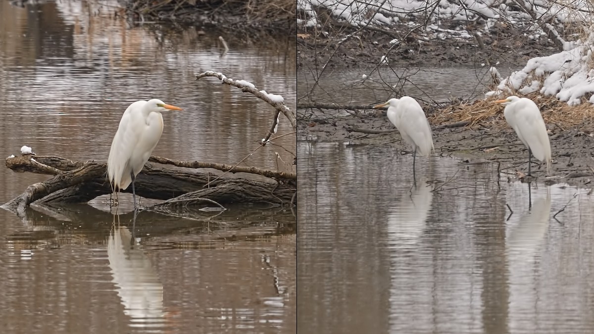 Great Egret - ML616277927