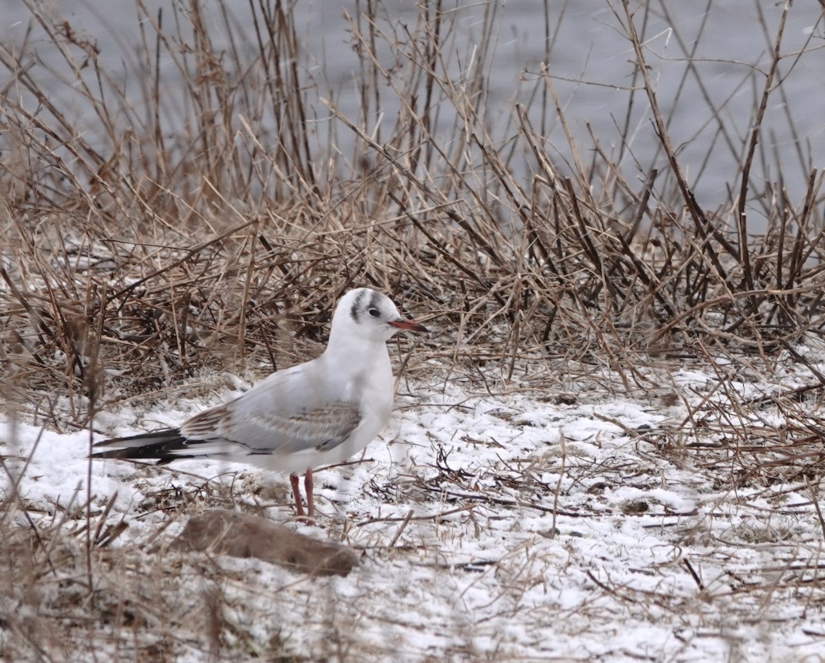 Black-headed Gull - Laurent Jackman