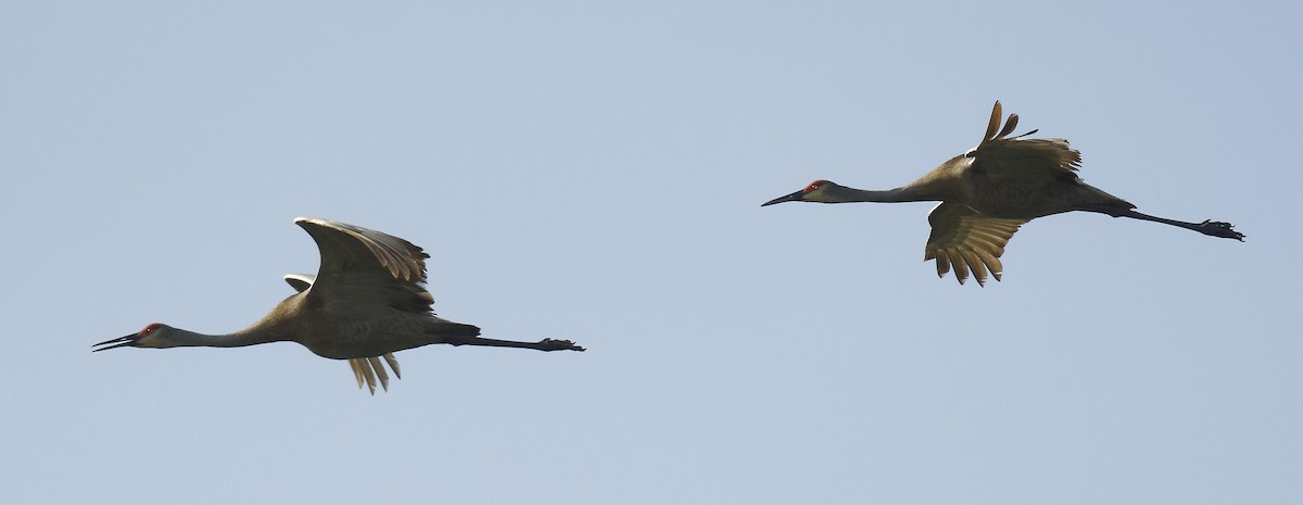 Sandhill Crane - Michel Letendre