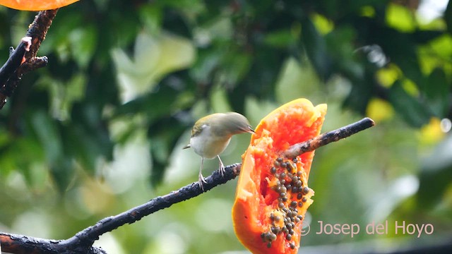 Tennessee Warbler - ML616278008