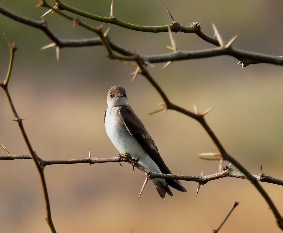 Northern Rough-winged Swallow - Mary Tannehill