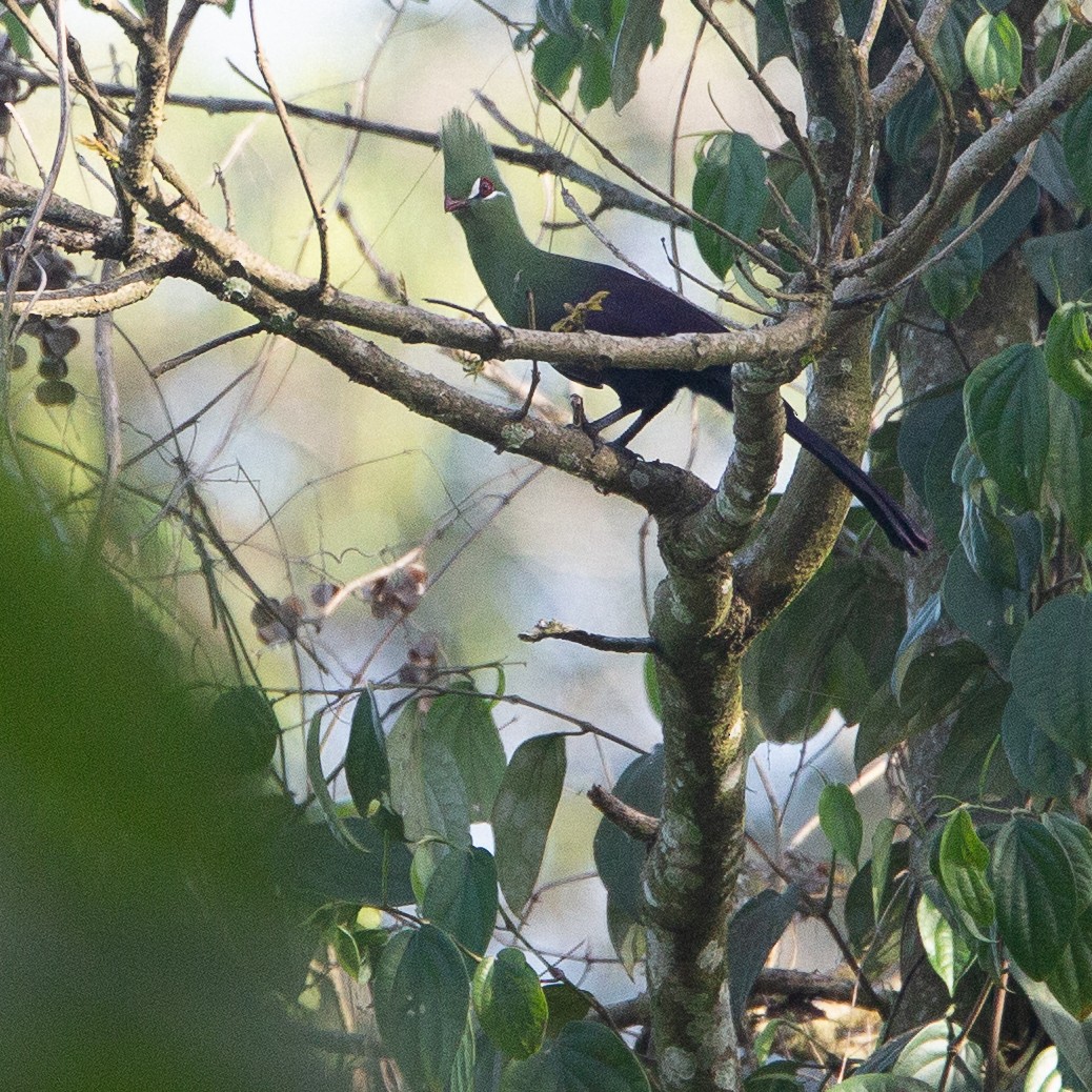 Guinea Turaco - Werner Suter