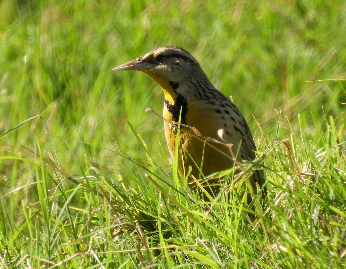 Chihuahuan Meadowlark - ML616278078