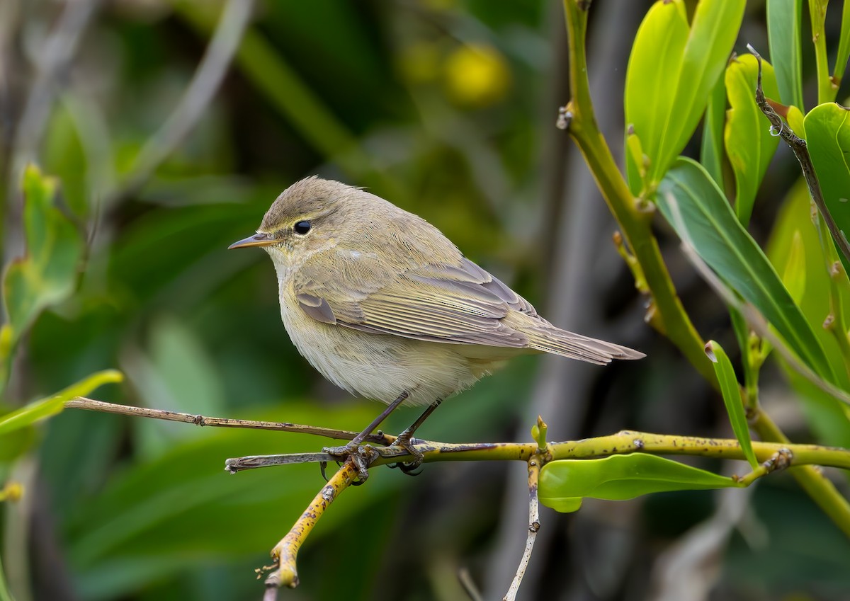 Common Chiffchaff - Alper Yılmaz