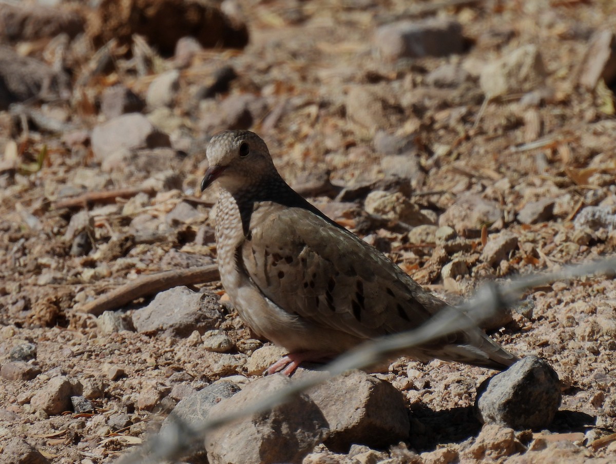 Common Ground Dove - ML616278172