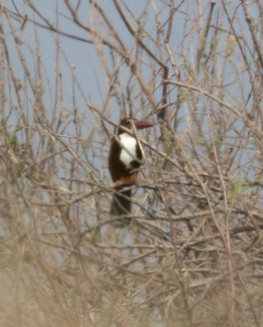 White-throated Kingfisher - ML616278180