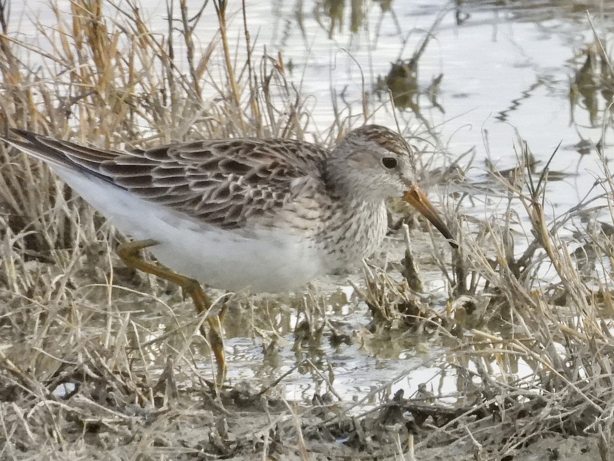 Bécasseau à poitrine cendrée - ML616278181