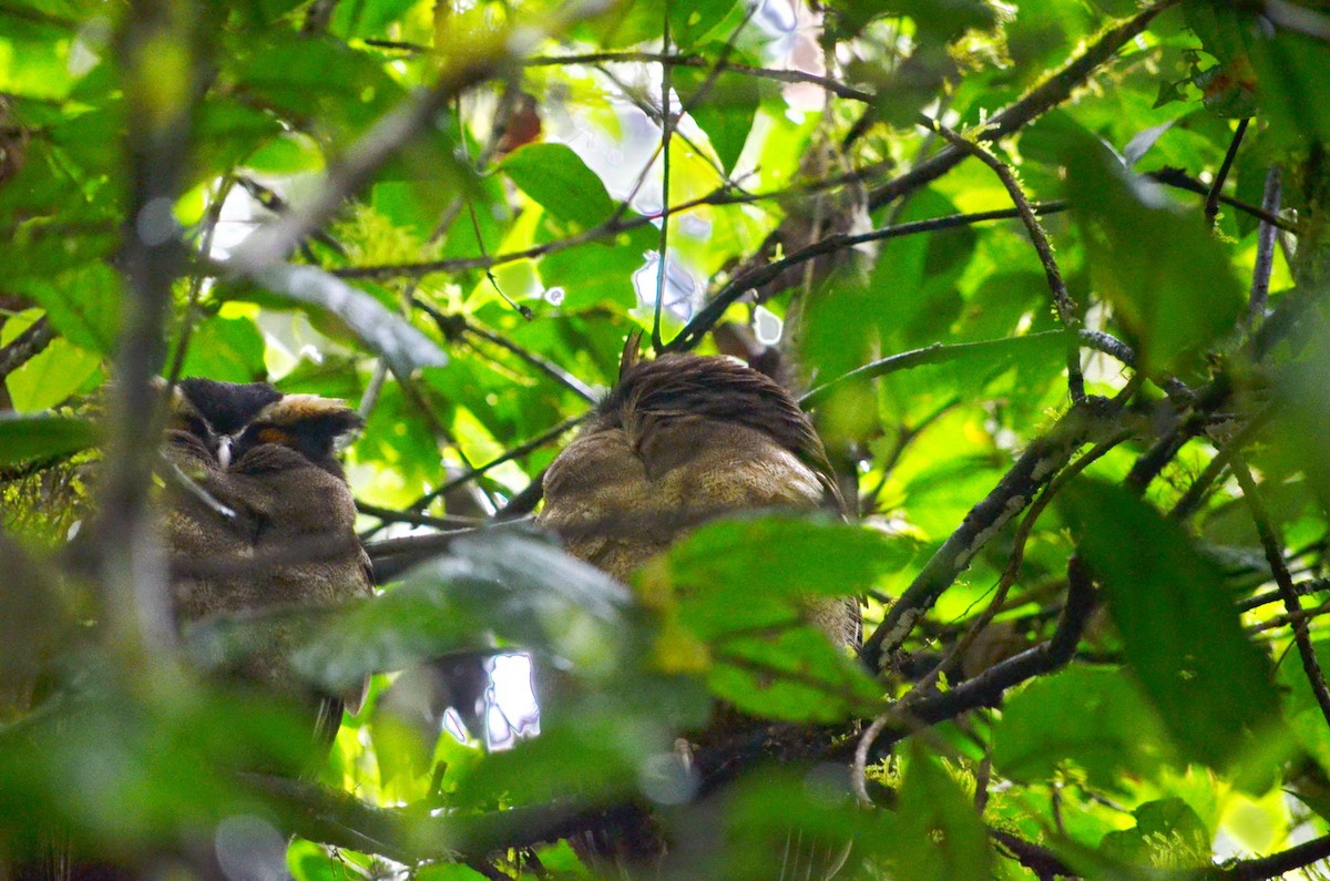 Crested Owl - ML616278191