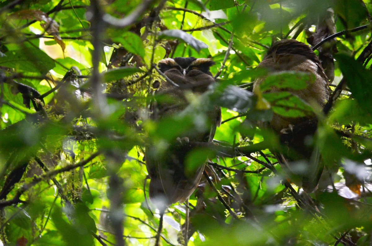 Crested Owl - ML616278195