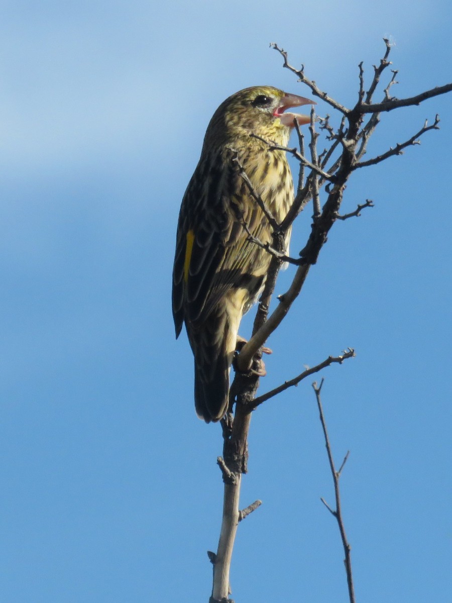 Yellow Bishop (Yellow) - ML616278213