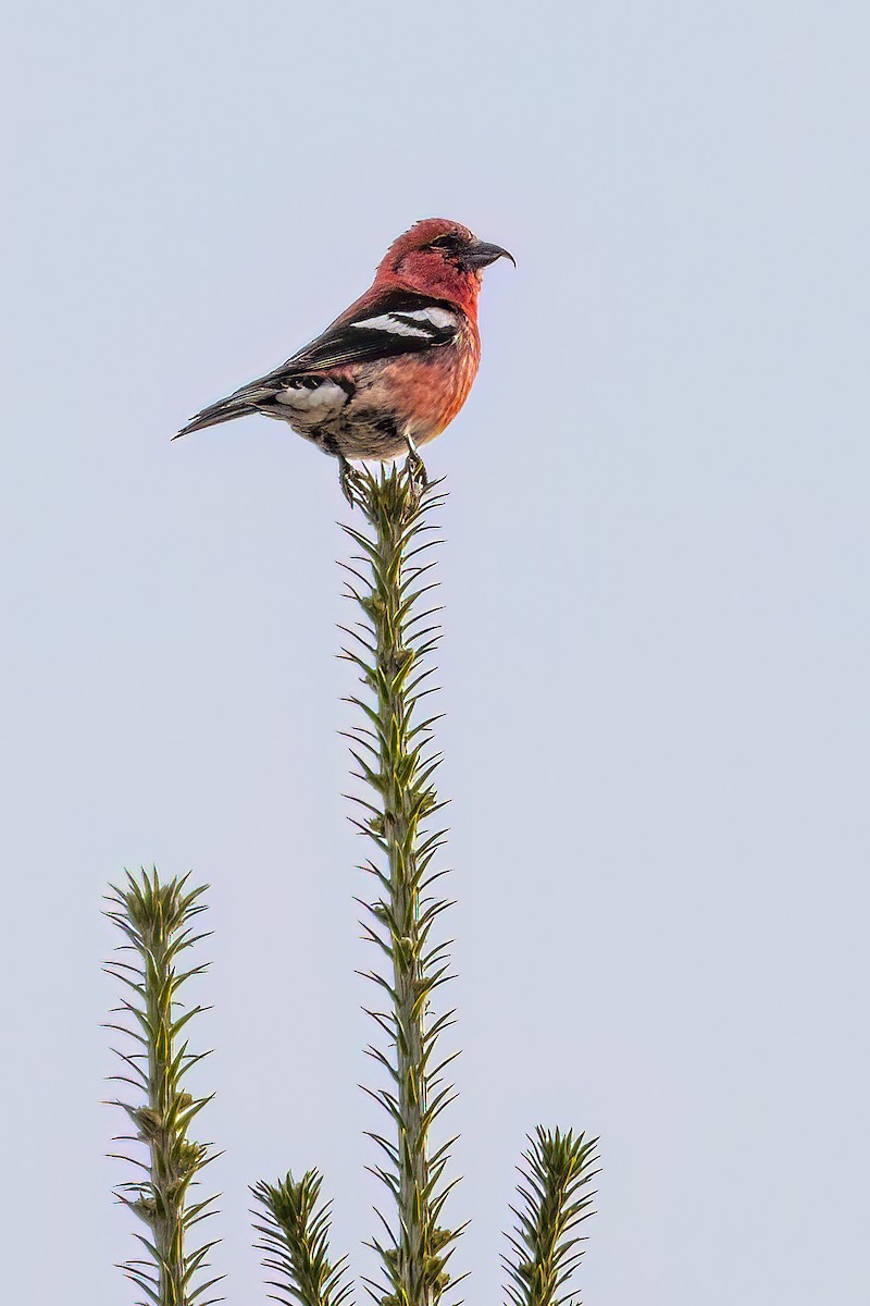 White-winged Crossbill - André Beauchesne