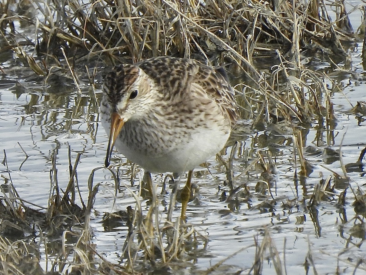 Pectoral Sandpiper - ML616278222