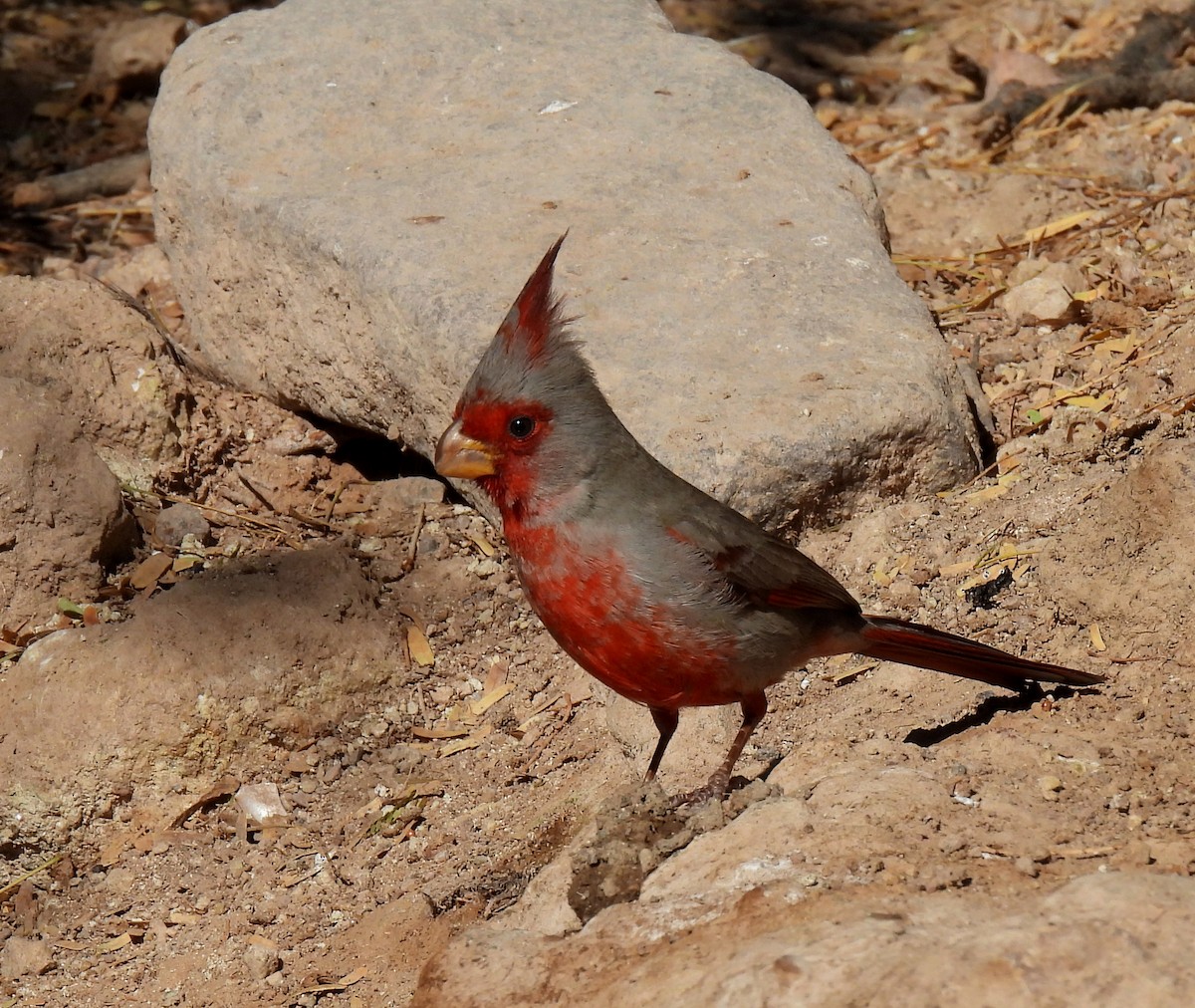 Cardinal pyrrhuloxia - ML616278248