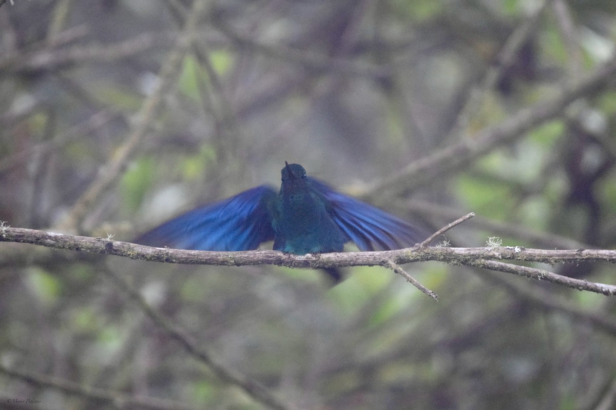 kolibřík modrokřídlý - ML616278258