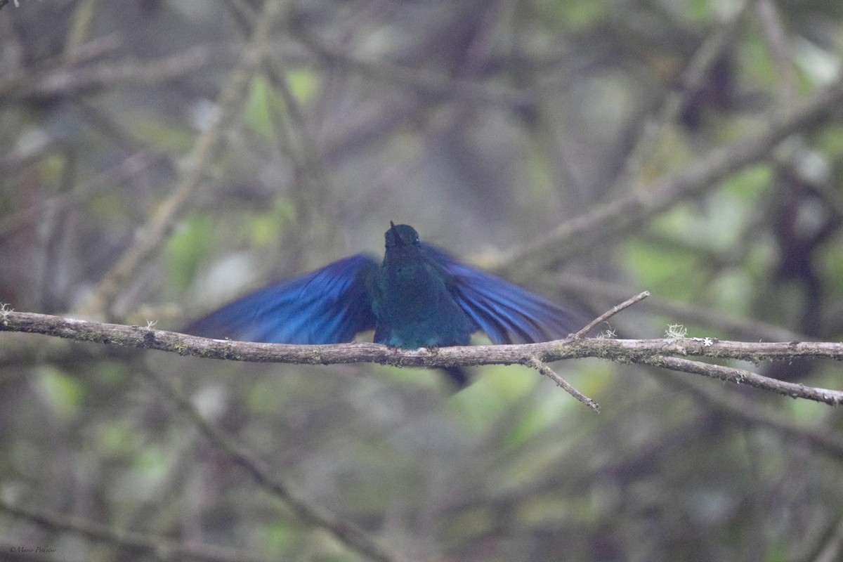 Safir Kanatlı Kolibri - ML616278258