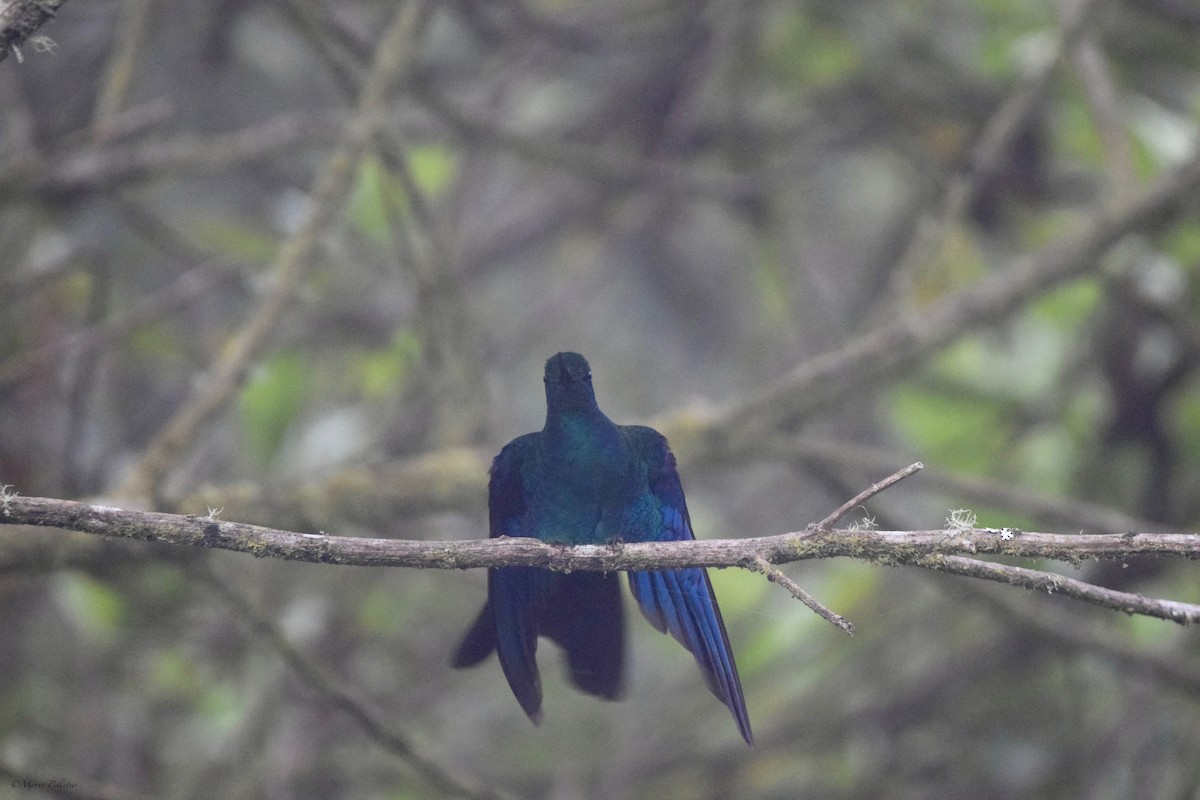 kolibřík modrokřídlý - ML616278259