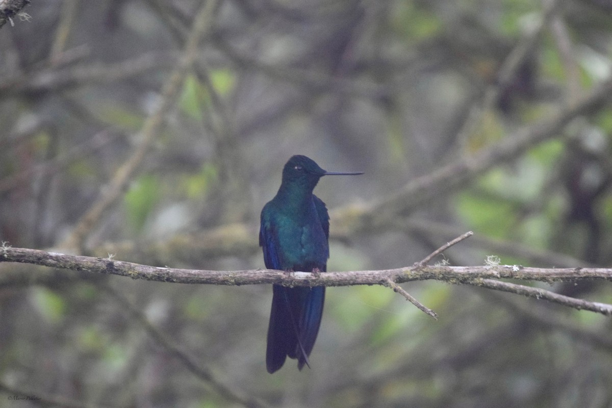 kolibřík modrokřídlý - ML616278260