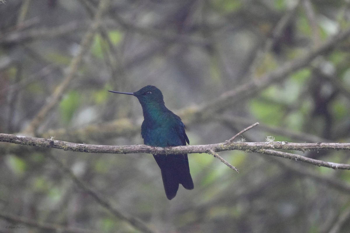 kolibřík modrokřídlý - ML616278261