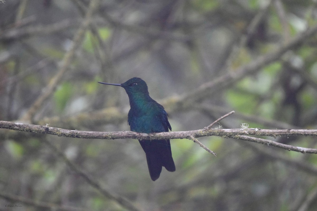 Safir Kanatlı Kolibri - ML616278261