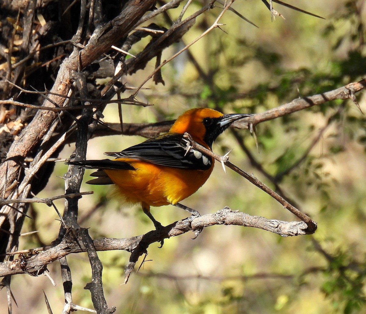 Hooded Oriole - Mary Tannehill