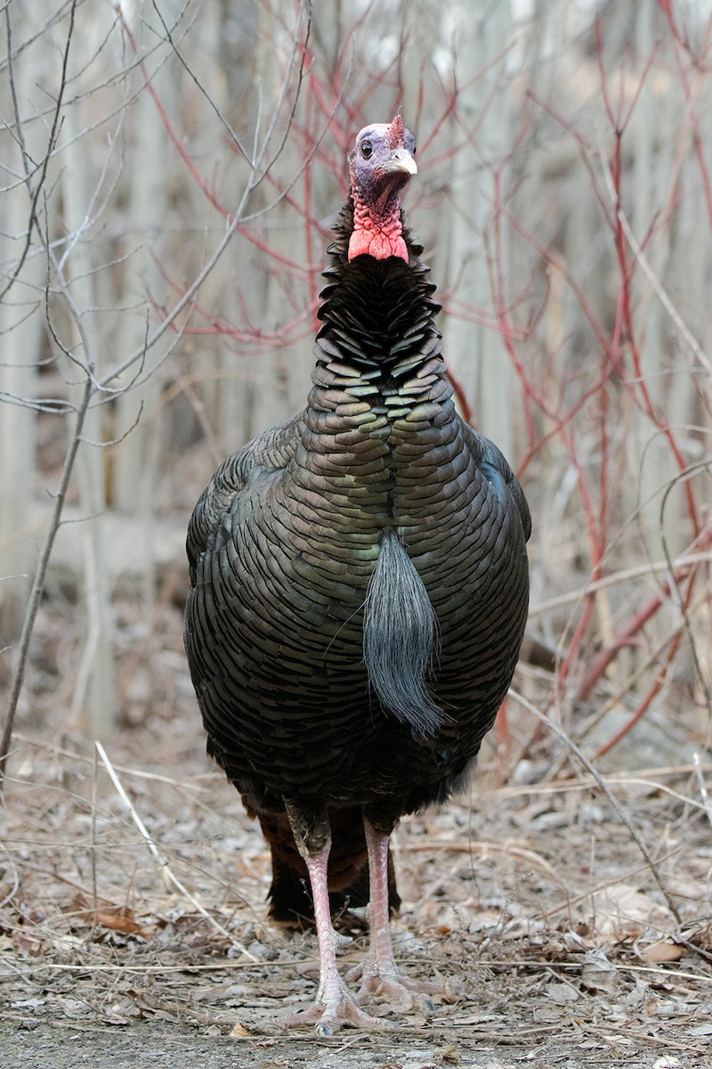 Wild Turkey - Andrew Sonea