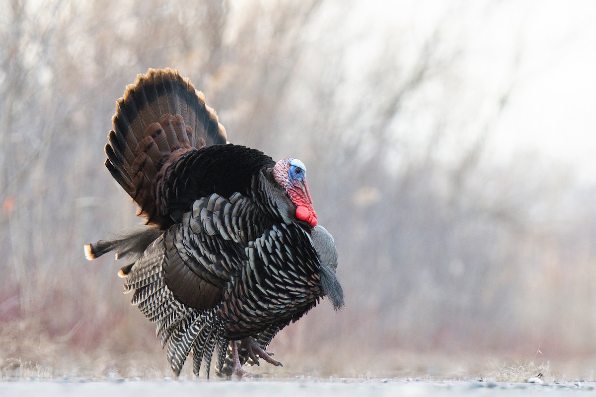 Wild Turkey - ML616278330